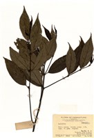 藏品(雞屎樹屬)的圖片